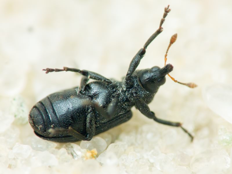 Magdalis (Edo) ruficornis (Linnaeus, 1758)